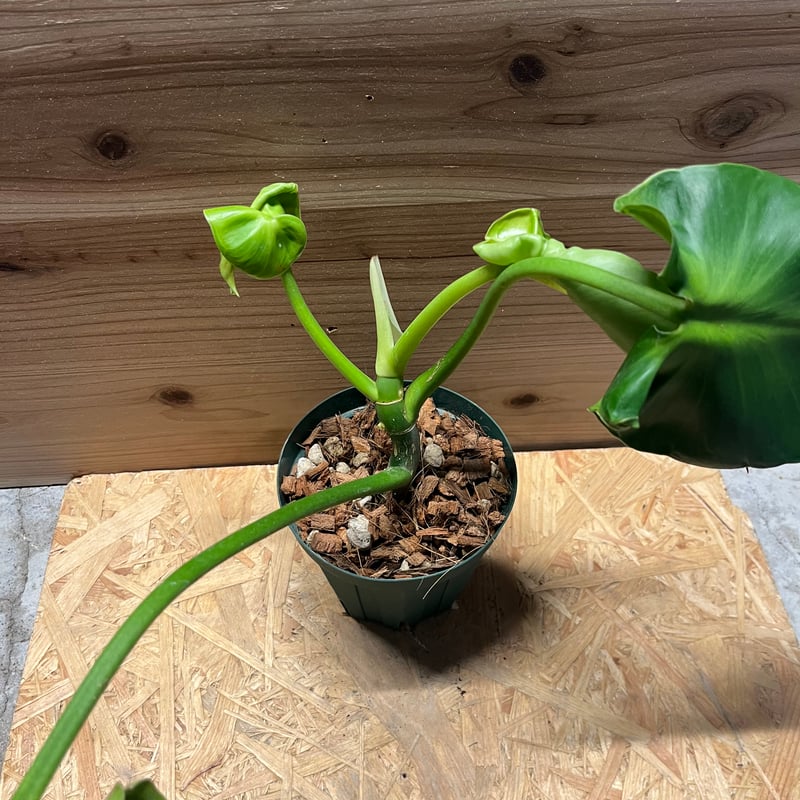 フィロデンドロン ルゴーサム マハラジャ | GREEN LUCK