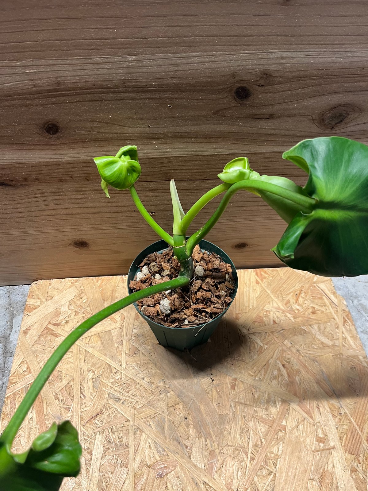 フィロデンドロン ルゴーサム マハラジャ | GREEN LUCK