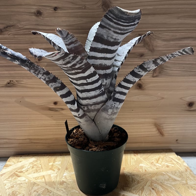 【超大型・美株】　エクメアチャンティニー ブラックアイス③ エクメア チャンティニー ブラックアイス | GREEN LUCK