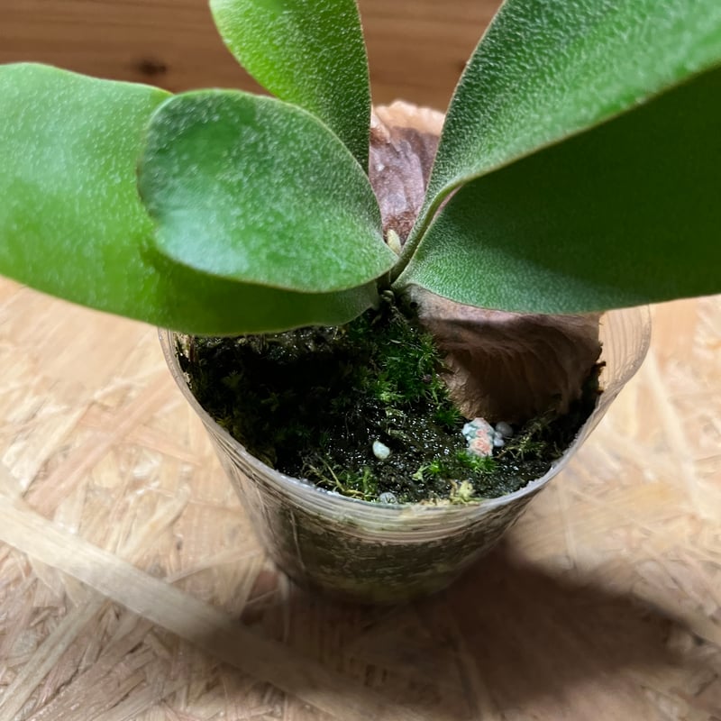 ビカクシダ SSフーン | GREEN LUCK