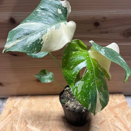 斑入りモンステラ　イエローモンスター