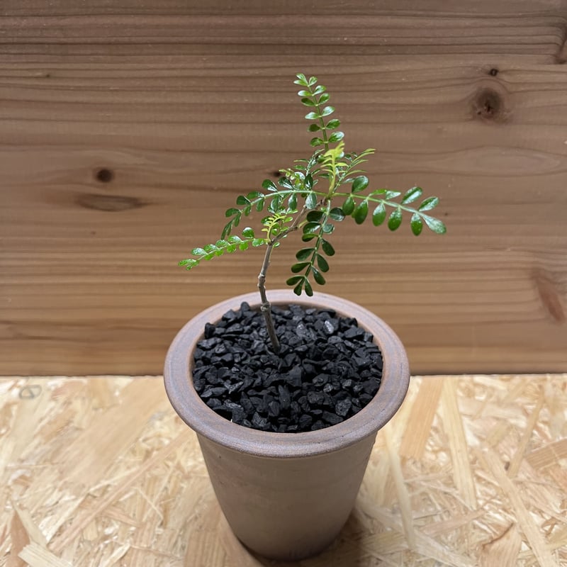 オペルクリカリア パキプス×伝市鉢 | GREEN LUCK