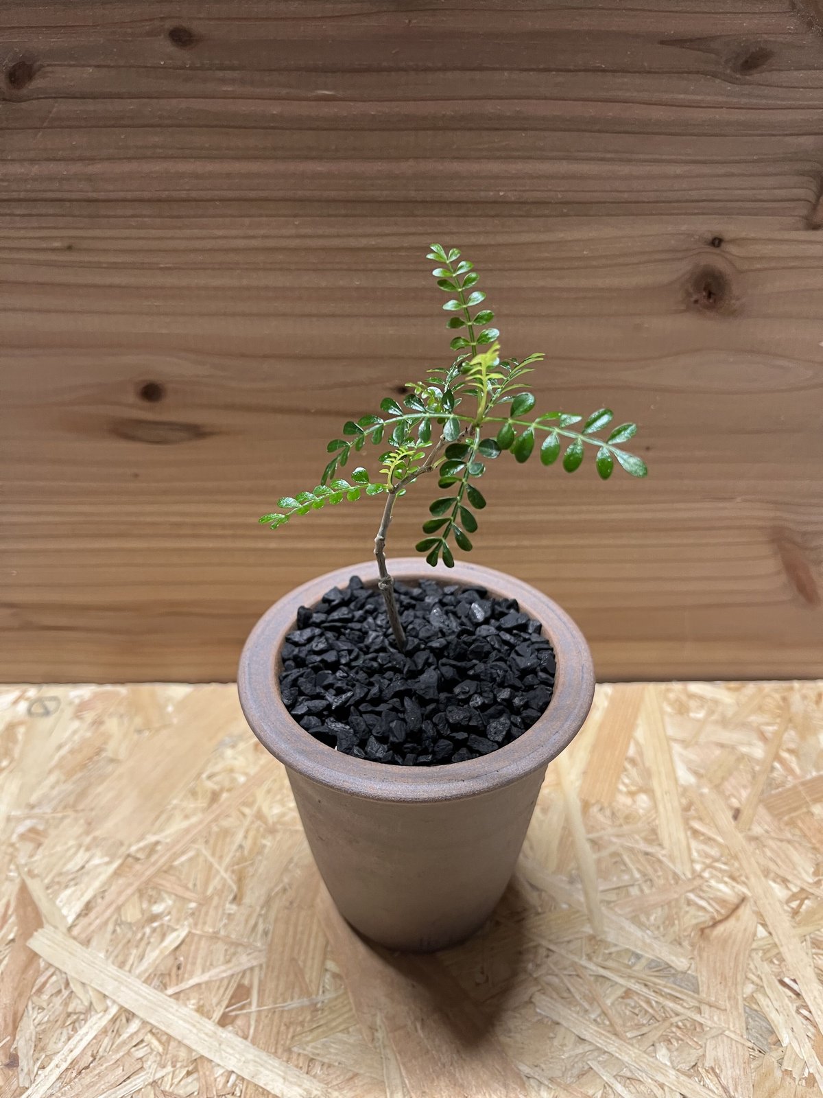 オペルクリカリア パキプス×伝市鉢 | GREEN LUCK