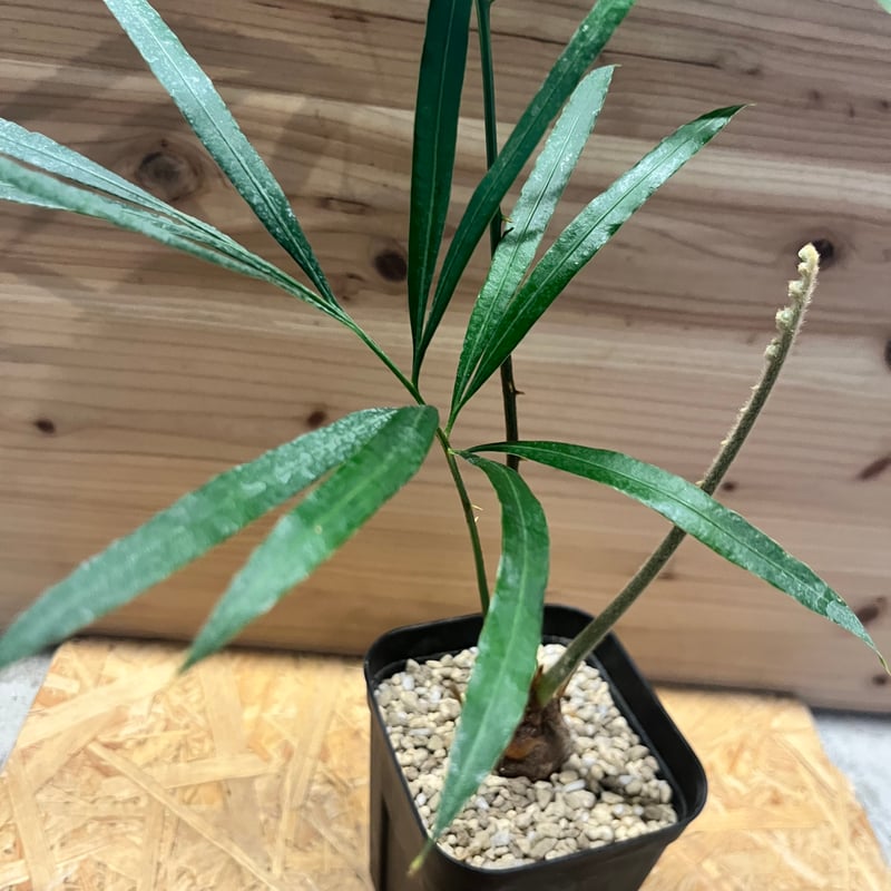 【お盆セール】サイカス・デバオエンシス ② / ソテツ 希少 レア 入手困難 サイカス デバオエンシス | GREEN LUCK