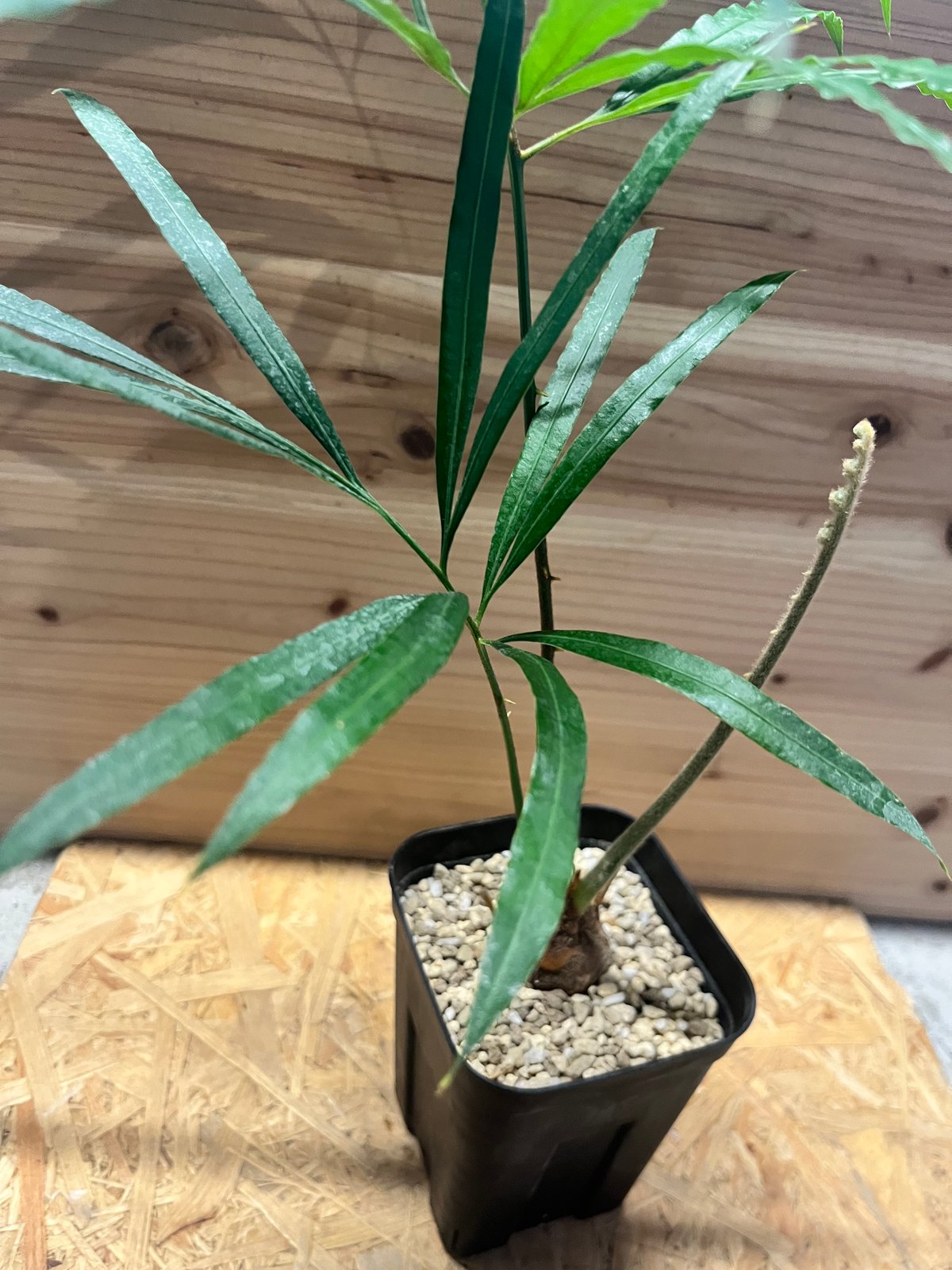 【お盆セール】サイカス・デバオエンシス ② / ソテツ 希少 レア 入手困難 サイカス デバオエンシス | GREEN LUCK