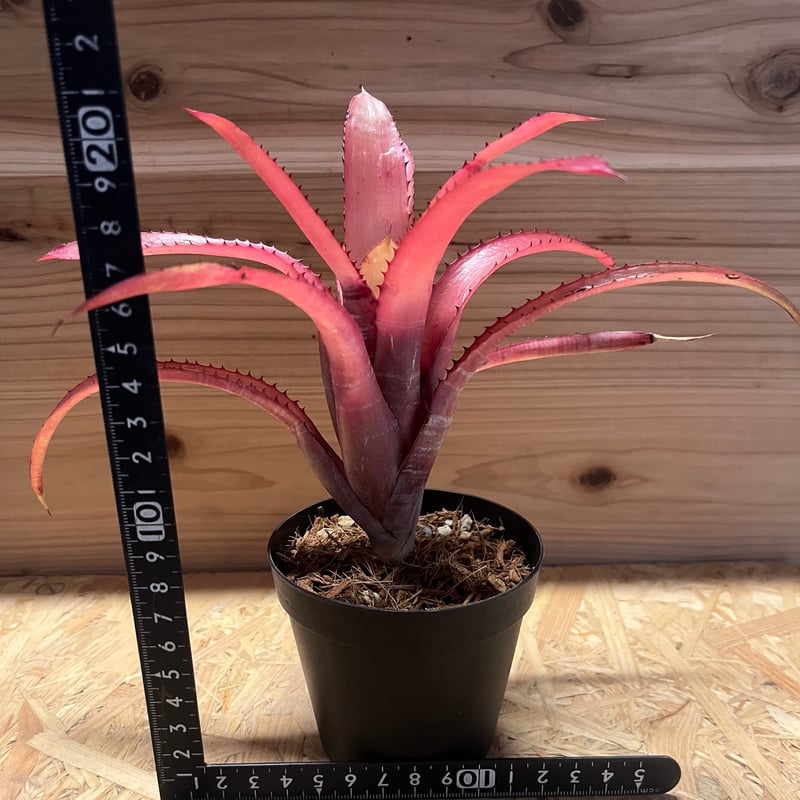 エクメア ヌディカウリス FLANEA ROSEA 子株付き 3 Aechmea nudicaulis