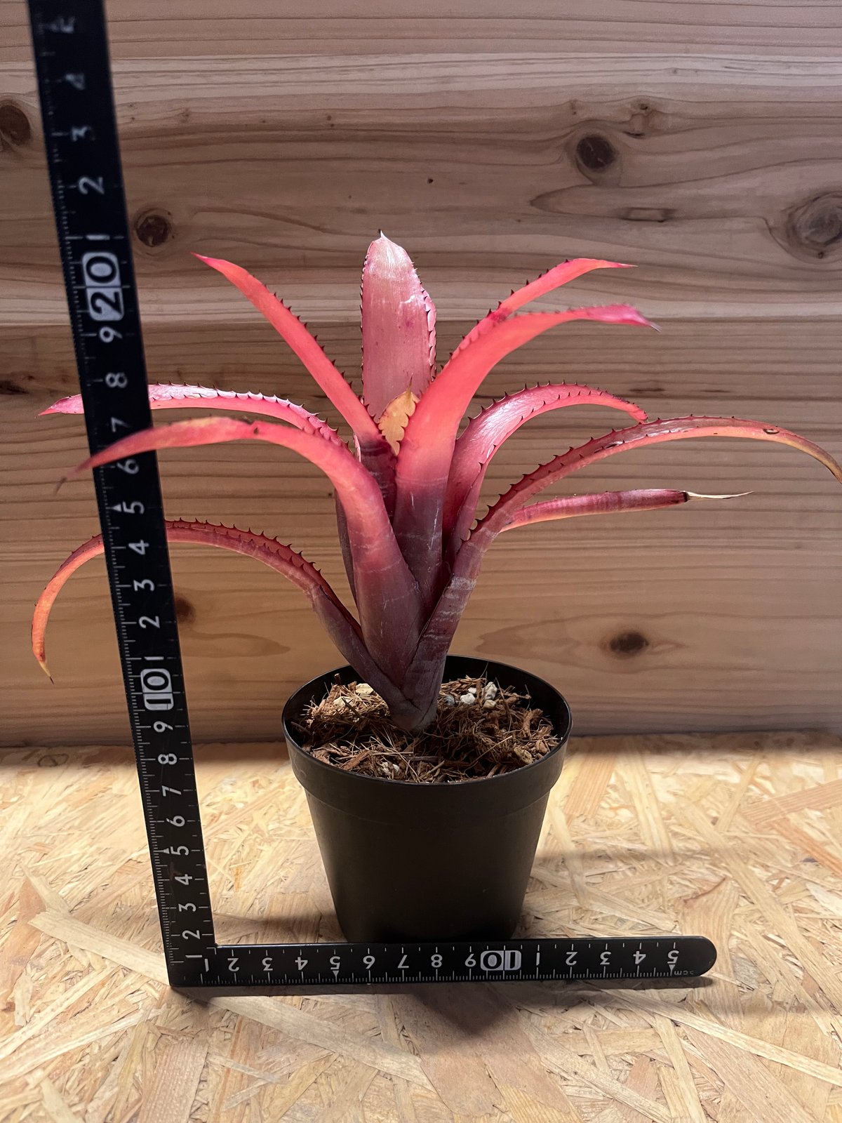 エクメア ヌディカウリス ルブラ？ | GREEN LUCK