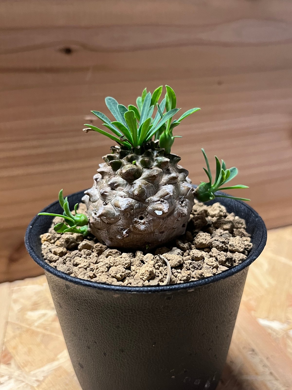 ユーフォルビア　峨眉山 ユーフォルビア・峨眉山（ガビザン） / 盆栽、多肉植物、塊根