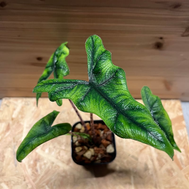 アロカシア ジャクリン | GREEN LUCK