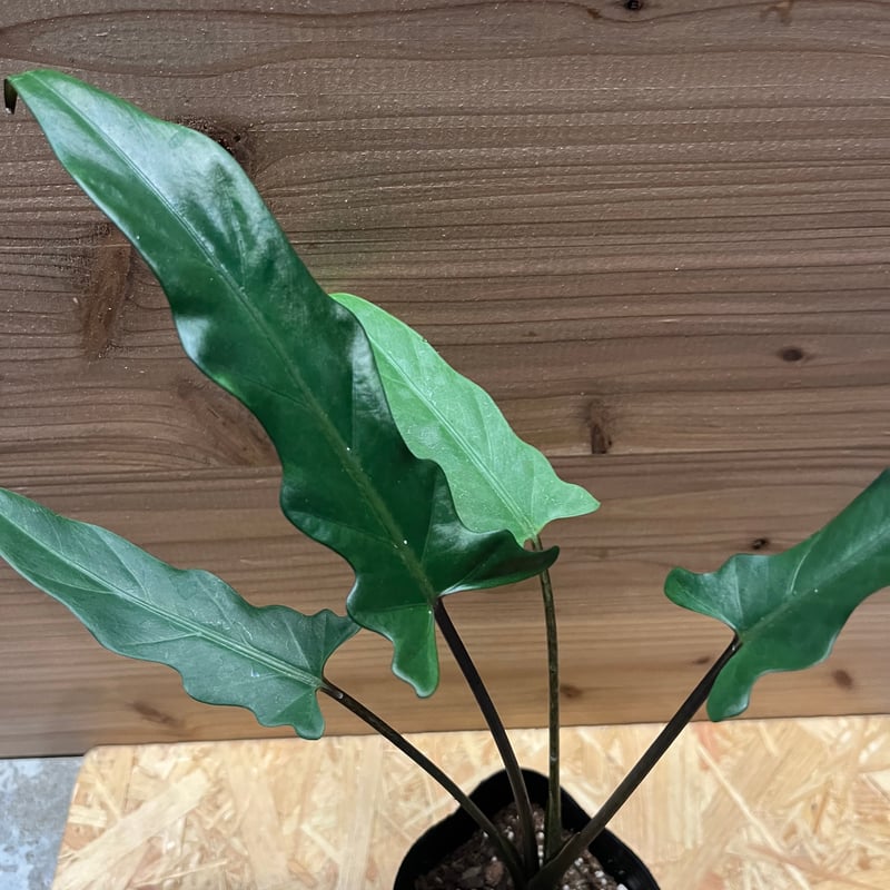 アロカシアラウテルバキアナバリガーター アロカシア ラウテルバキアナ | GREEN LUCK