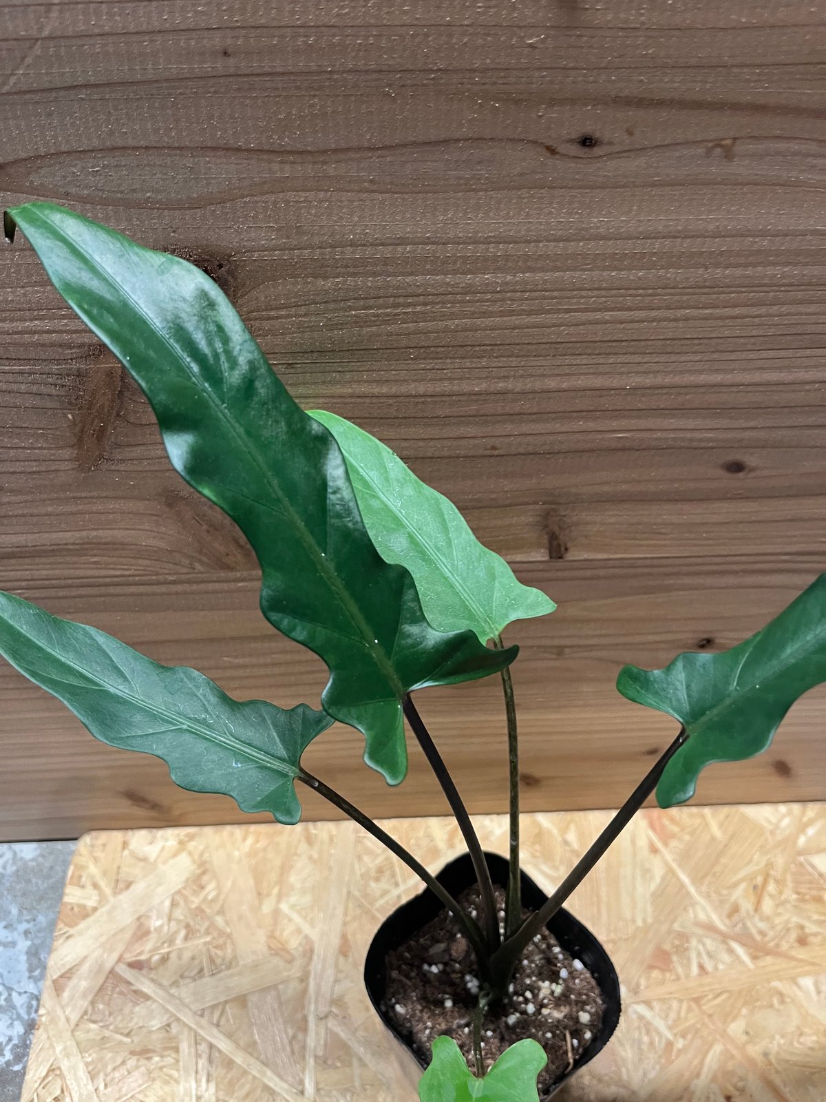 アロカシア ラウテルバキアナ | GREEN LUCK