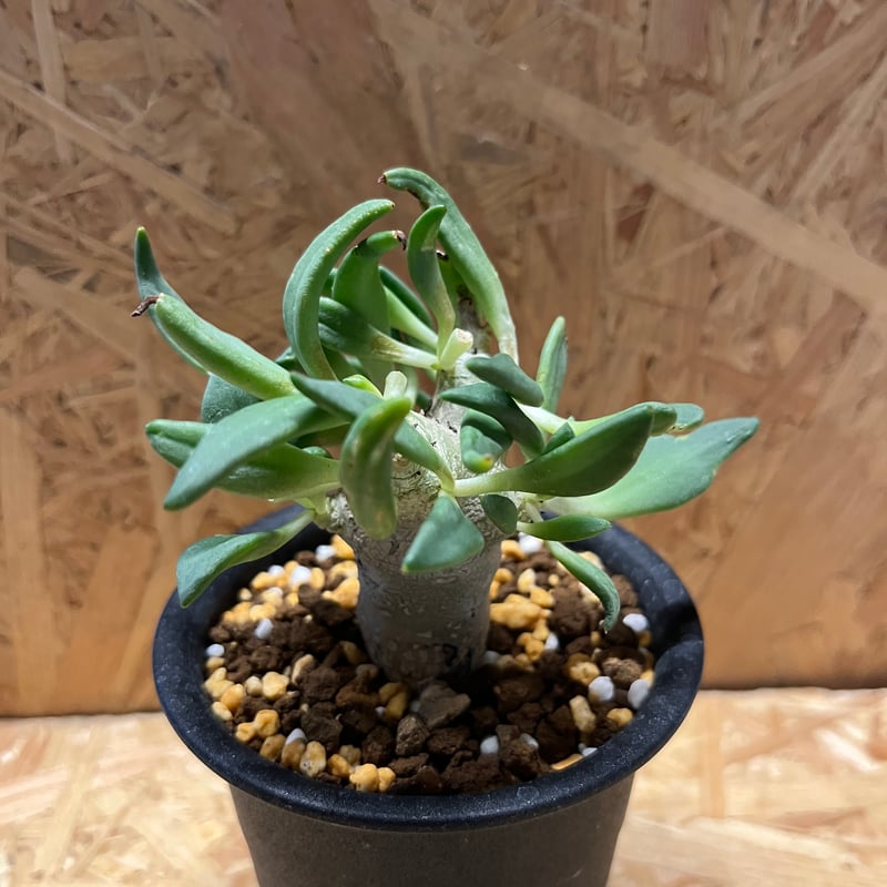 チレコドン レティキュラーツス 万物想 実生 | GREEN LUCK