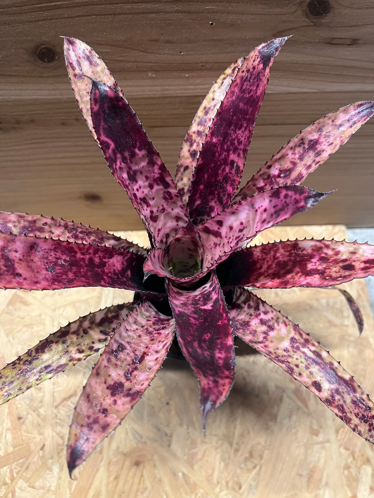 エクメア　エグレリアナ 現品】エクメア・エグレリアナ Aechmea egleriana - Frontier Plants
