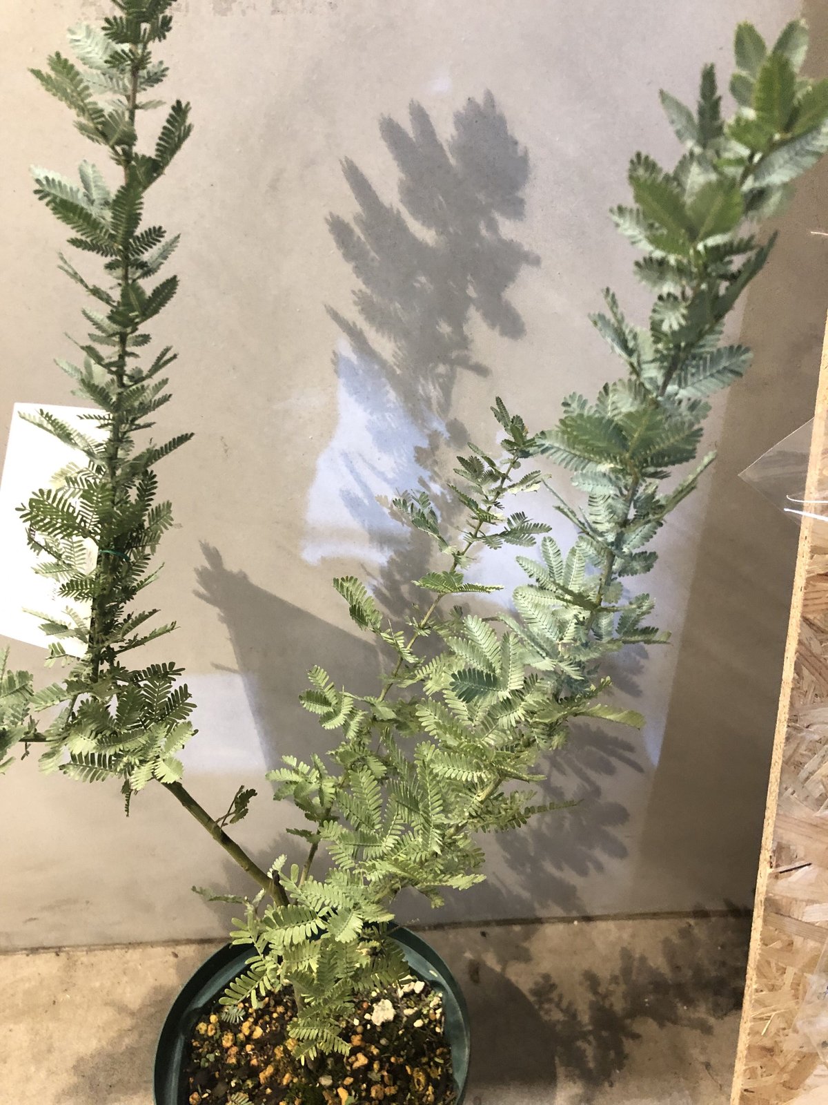 ミモザアカシア | GREEN LUCK