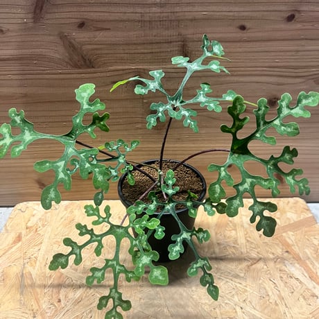 アデニアペリエリ | STORES