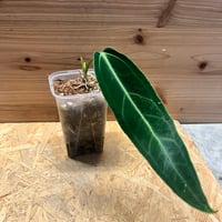 ディオーン エデュレ 2頭 | GREEN LUCK