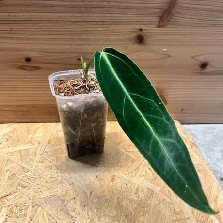 アンスリウム | STORES