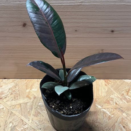 フィカスブルールビー | STORES