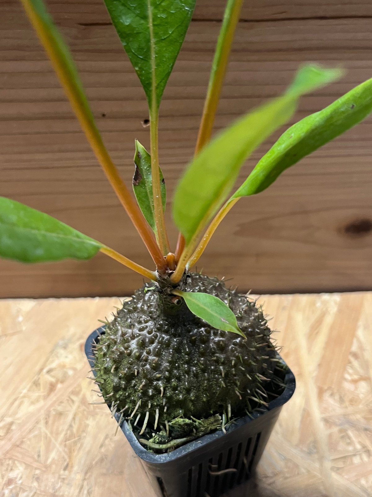 ミルメコディア cf.プラティセラ | GREEN LUCK