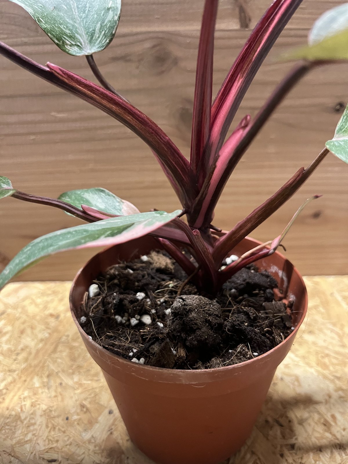 フィロデンドロン ピンクプリンセス ギャラクシー | GREEN LUCK