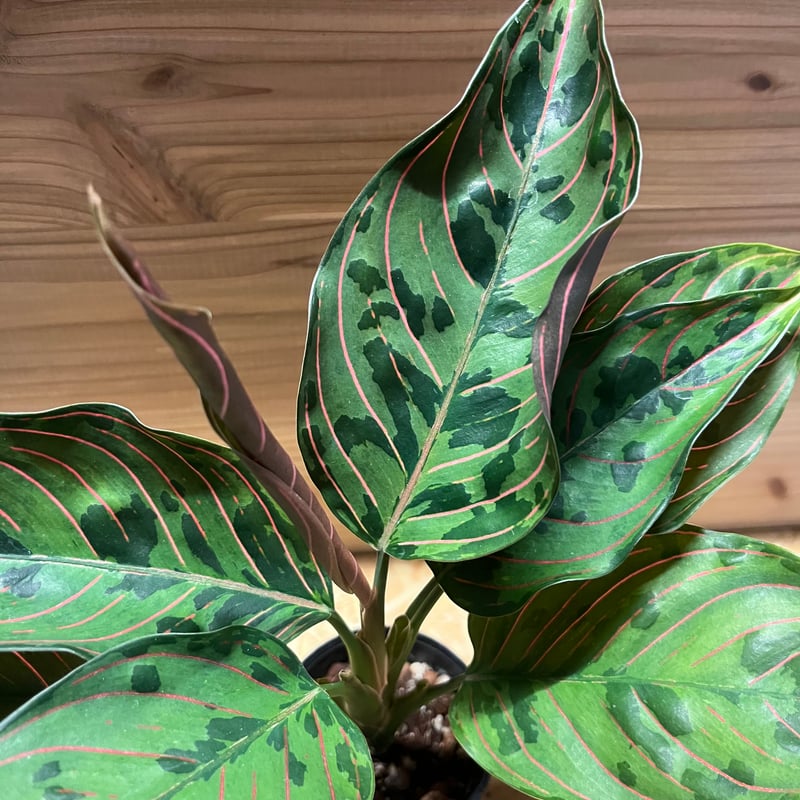 アグラオネマ レッドアーミー　1 陶器鉢 お皿付き アグラオネマ：レッドアーミー 3.5号ポット の通販 | 園芸ネット