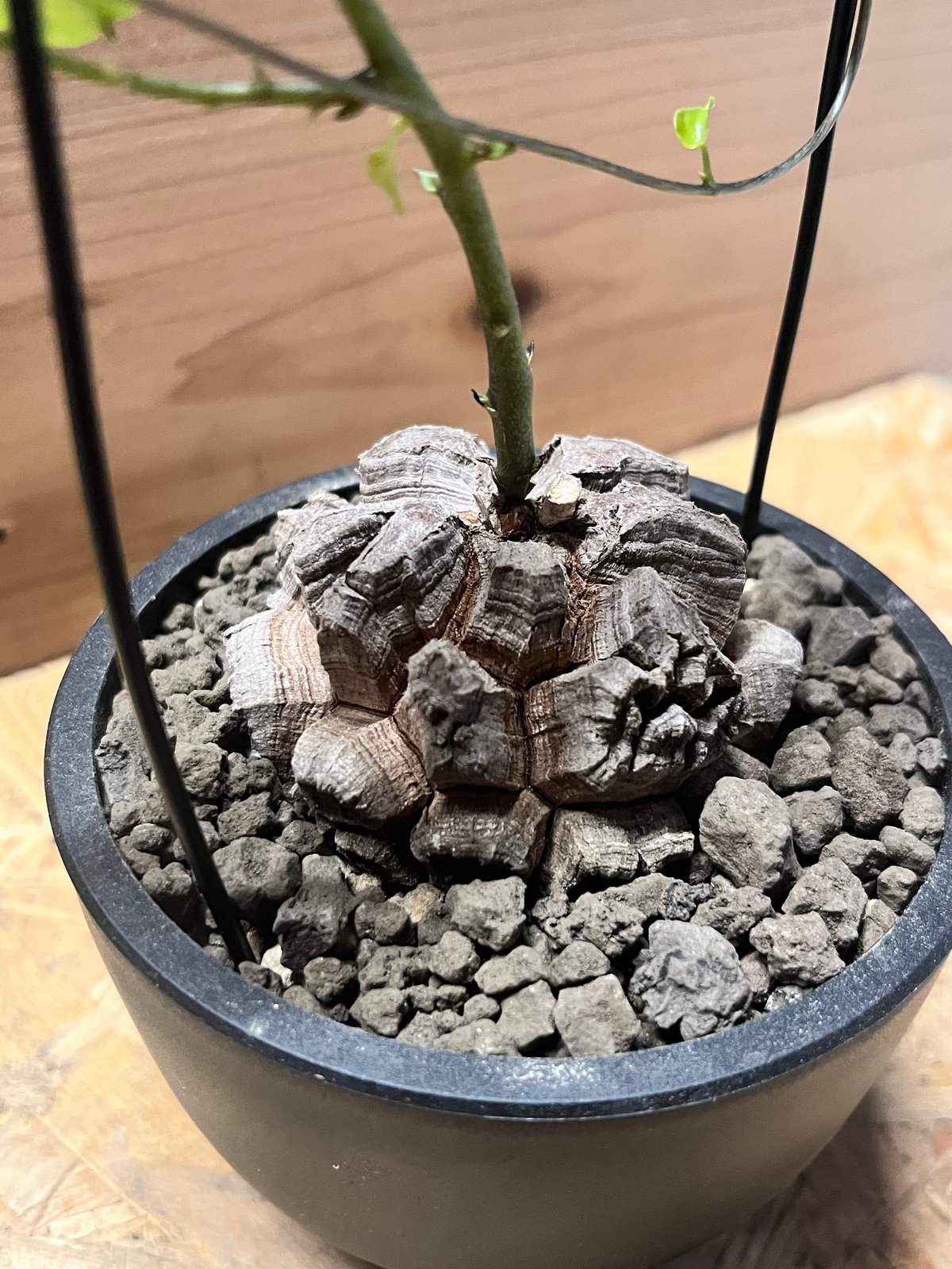 ディオスコレア エレファンティペス 亀甲竜 | GREEN LUCK