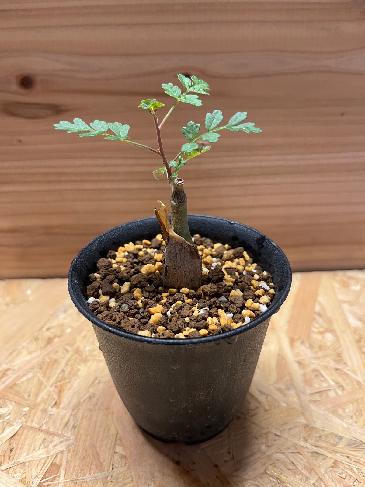 パキコルムスディスカラー 象の木 塊根 isla del pescado - Pachycormus discolor-象の木