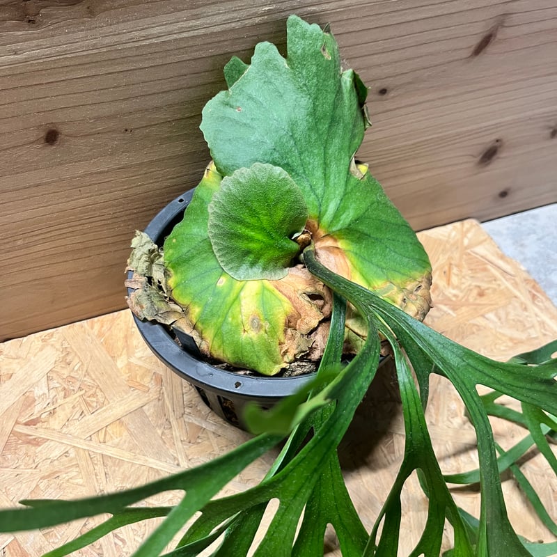 ビカクシダ キッチャクード シン | GREEN LUCK