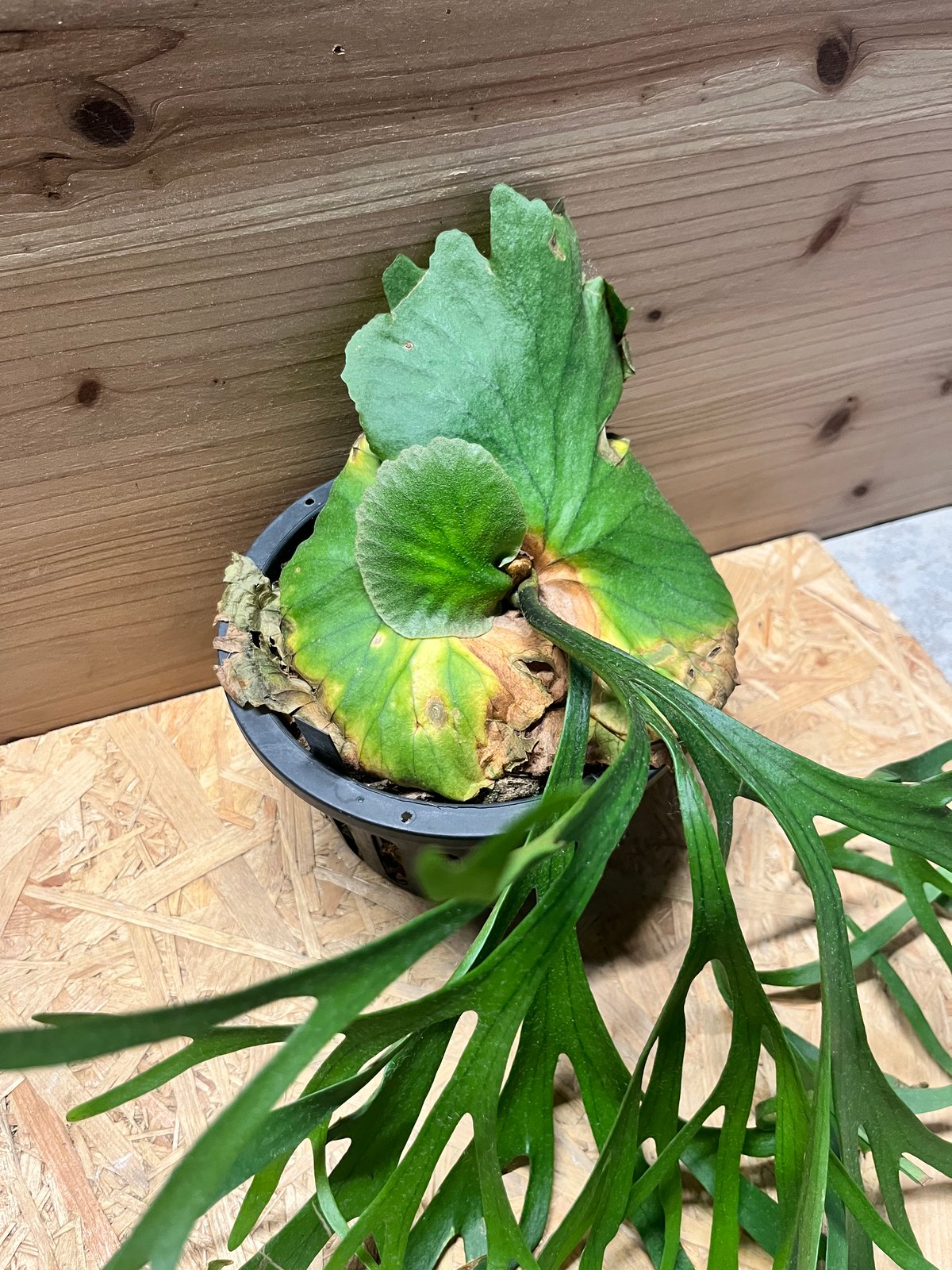 ビカクシダ キッチャクード シン | GREEN LUCK