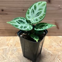 ラフィドフォラ テトラスペルマ ホワイトモンスター | GREEN LUCK