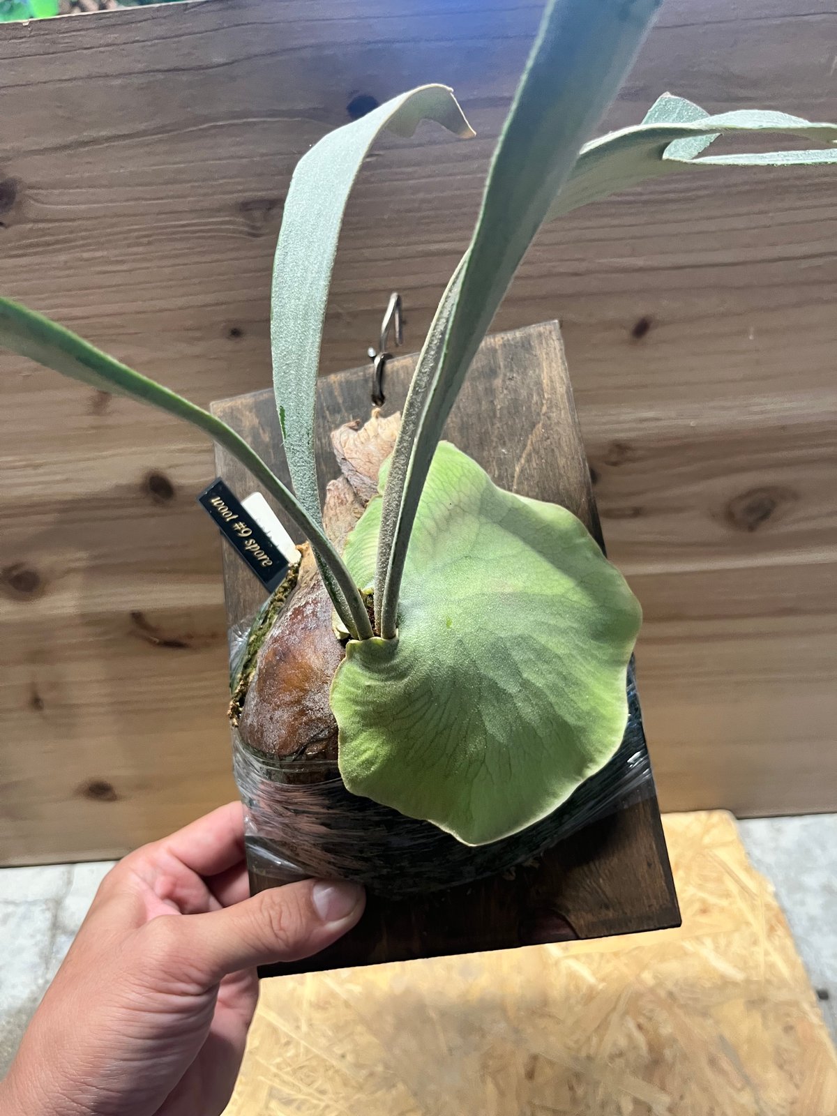 ビカクシダ ウート#9 スポア | GREEN LUCK