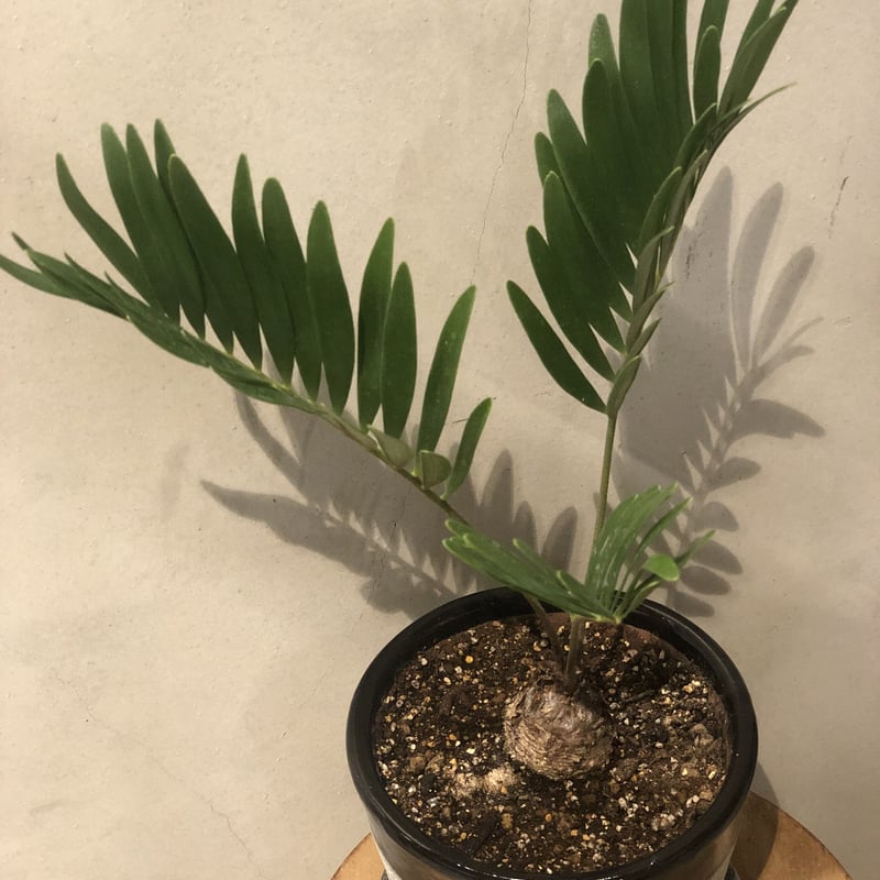 ザミア フロリダーナ | GREEN LUCK