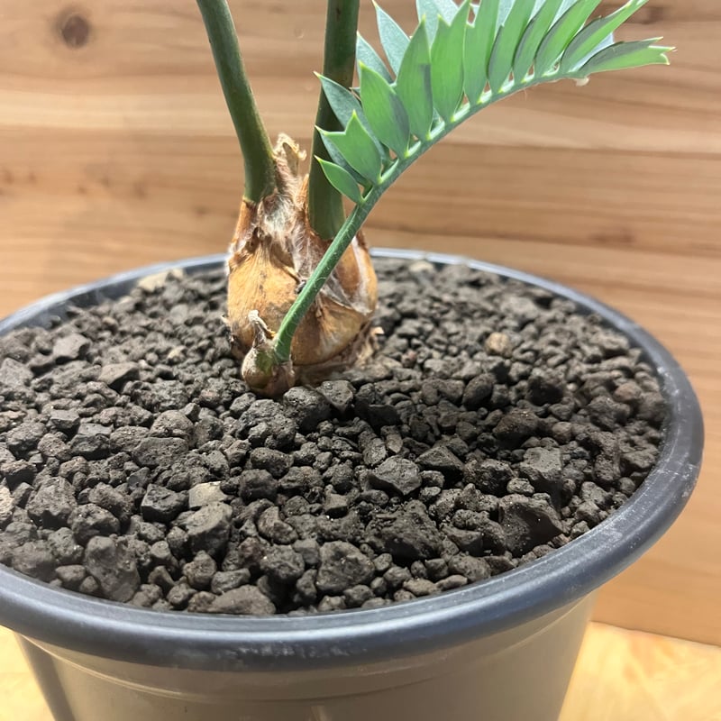 最強セール３エンセファラルトス ホリダス エンセファラルトス・ホリダス 03 Encephalartos horridus | Sun