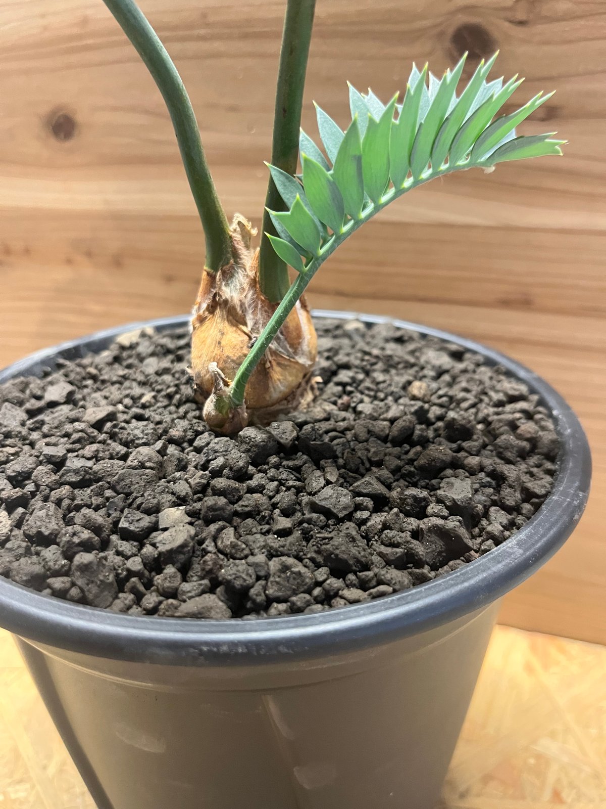 Apホリダス エンセファラルトス ホリダス | GREEN LUCK