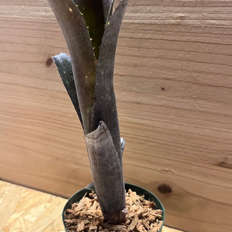 ビルベルギア 'カワナ ブラック ビューティー' | GREEN LUCK