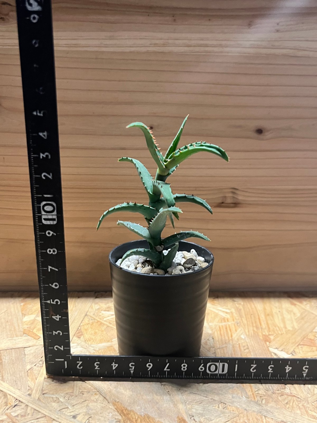 アロエ　カスティロニアエ①（2頭仕立て）【鉢植え発送】　コーデックス　アガベ アロエ カスティロニアエ①（2頭仕立て）【鉢植え発送