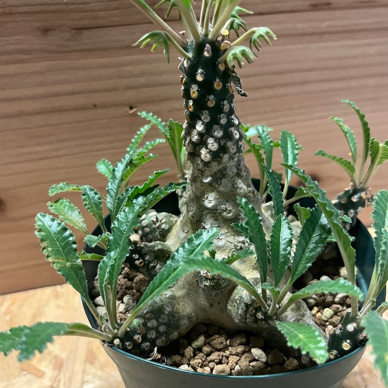 ドルステニア ラブラニー | GREEN LUCK