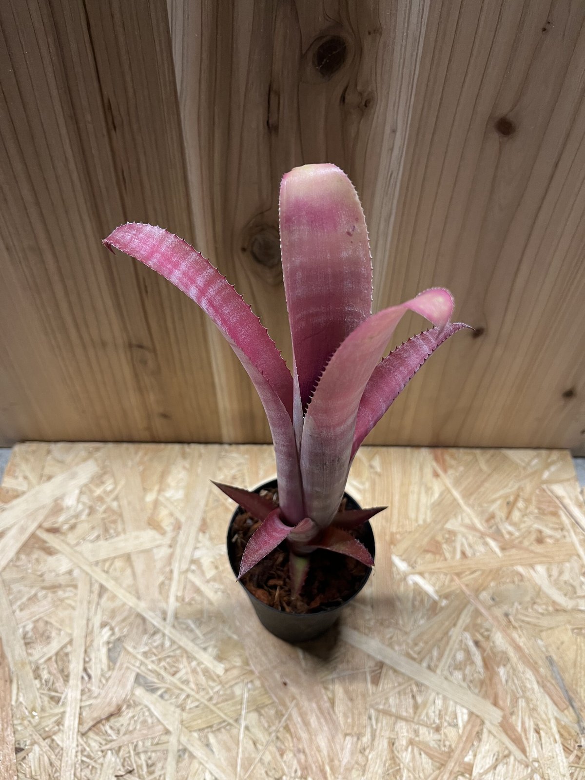 ビルベルギアビッタータドミンゴスマルティンス×ストロベリーハイブリッド