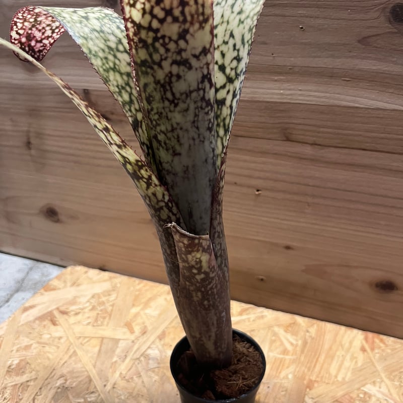 ビルベルギア カサブランカ | GREEN LUCK