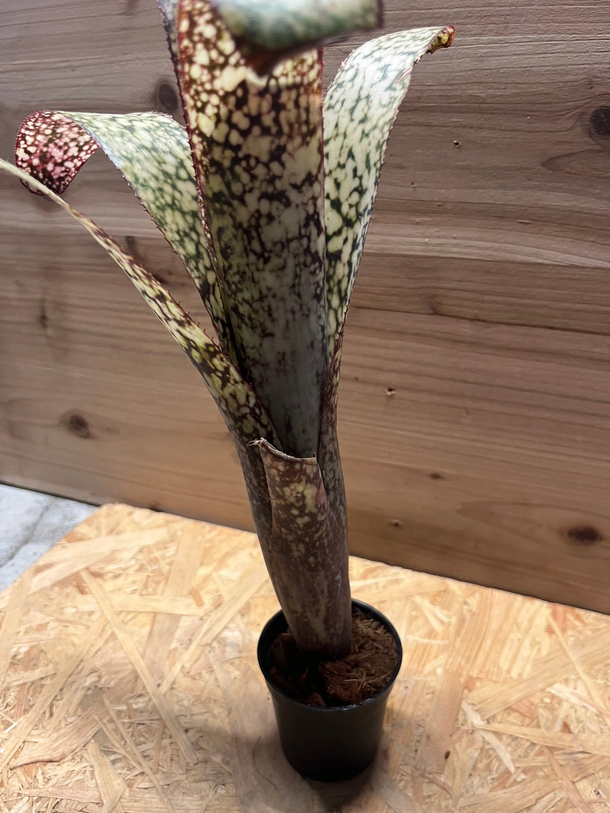 ビルベルギア カサブランカ | GREEN LUCK