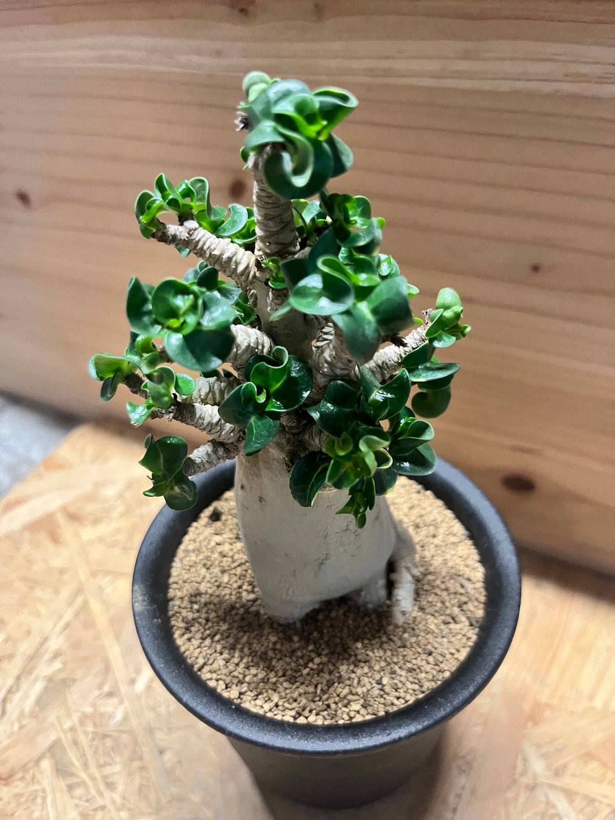 アデニウム アラビカム 獅子葉 | GREEN LUCK