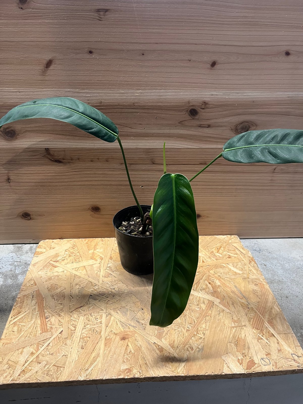 【お気に入り】 パトリシアエ フィロデンドロン | LUCK GREEN その他観葉植物