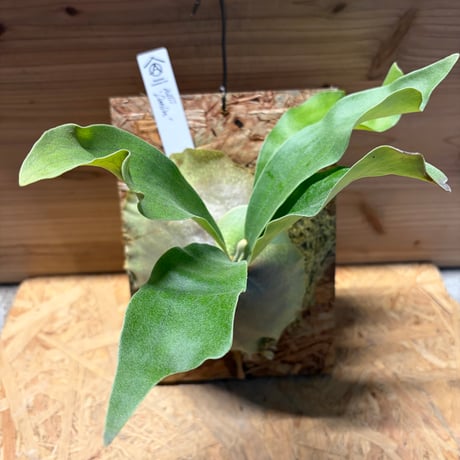 ビカクシダヒリー | STORES