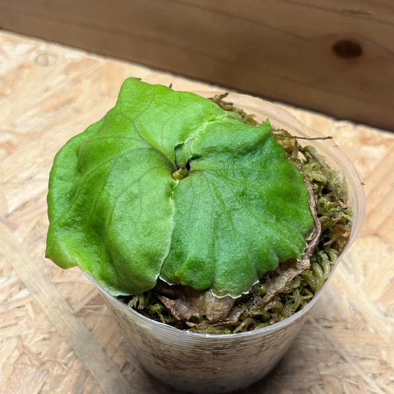 ビカクシダ リドレイ | GREEN LUCK