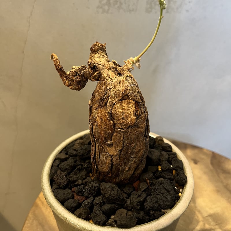 ペラルゴニウム トリステ ×伝市鉢 | GREEN LUCK