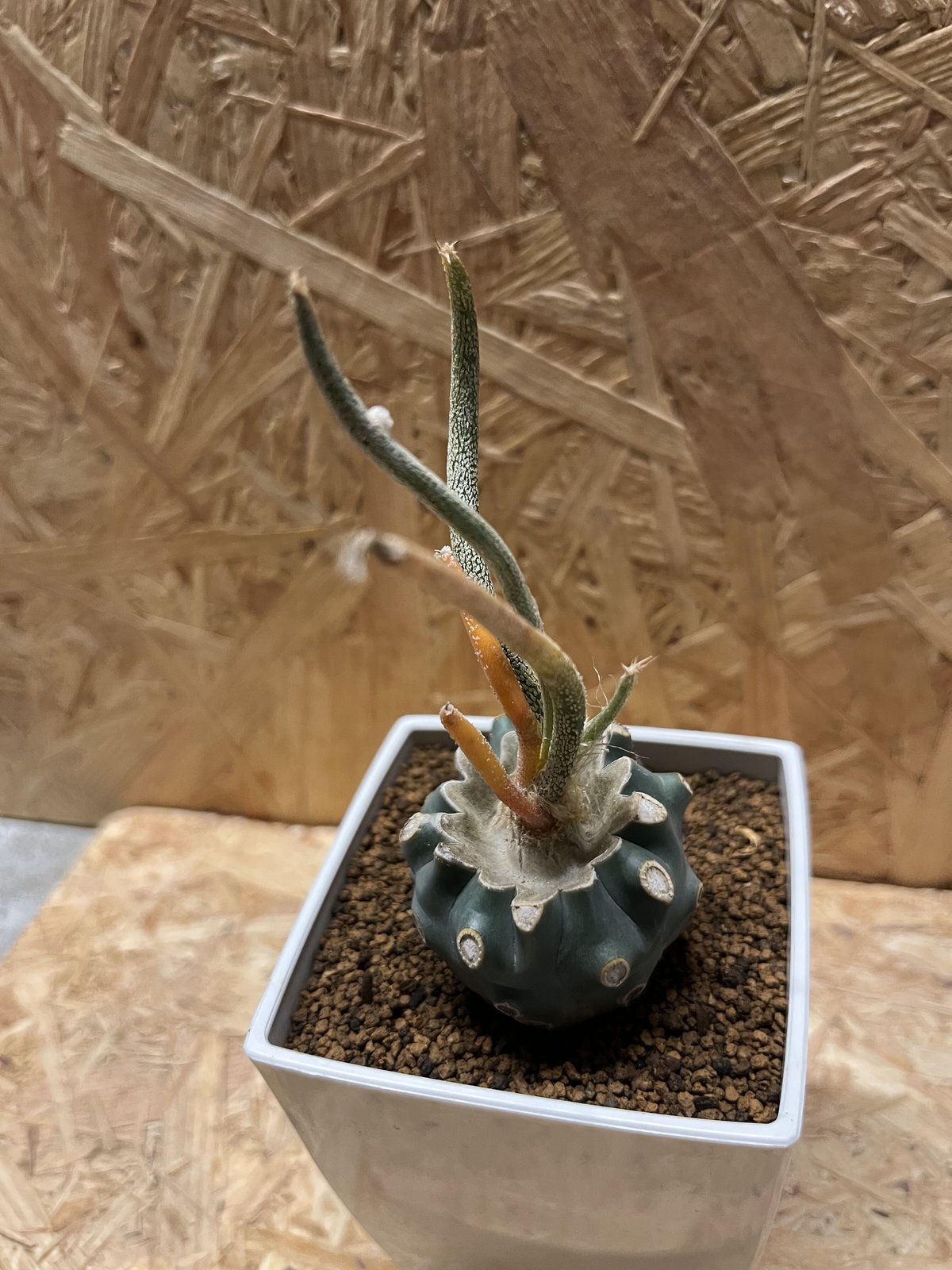 希少❗️斑入り❗️アストロフィツム　カプトメデューサ✨ アストロフィツム：カプトメデューサ 斑入り 3.5号鉢植え の通販