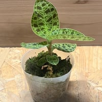 フォロー割実施中♪発根済♪屋外自然光管理【ビルベルギア ディッピンドッツ】 ビルベルギア ディッピンドッツ】フォロー割実施中♪発根済