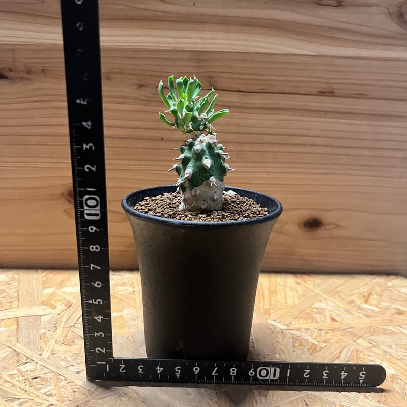 【珍品】ユーフォルビア トム綴化 cv. 'Tom' f.crist 多肉植物 継ぎの方が勢いがあっていいな Euphorbia cv. TOM #euphorbia cv