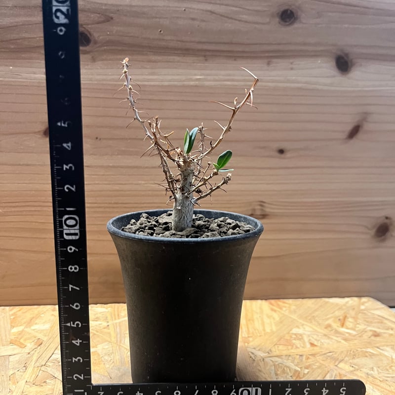 フォークイエリア コルムナリス 観峰玉 | GREEN LUCK