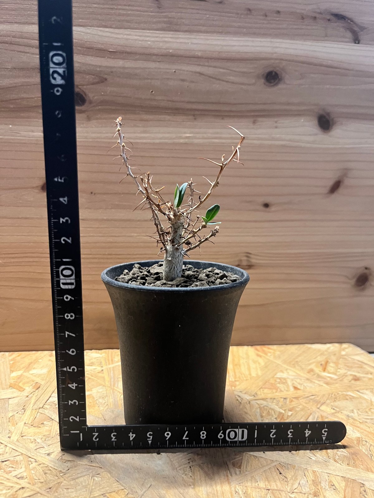 フォークイエリア コルムナリス 観峰玉 | GREEN LUCK